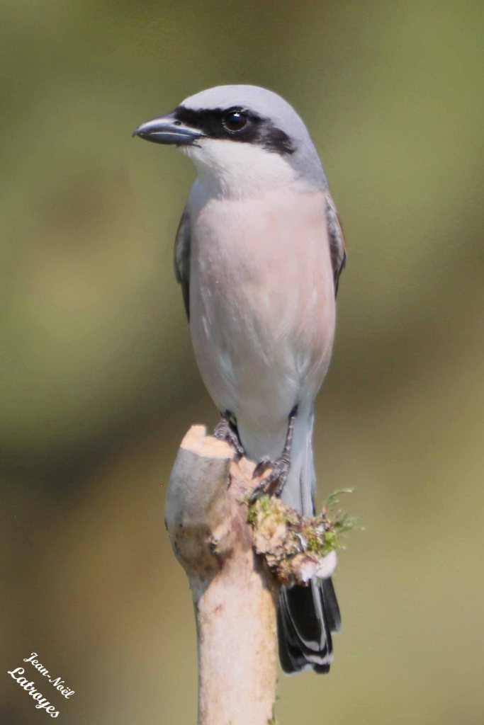 Pie-grièche écorcheur mâle - Lanius colluris - Filain (Haute-Saône) - dessous blanc rosé du mâle. Photographie Jean-Noël Latroyes - 31 mai 2023