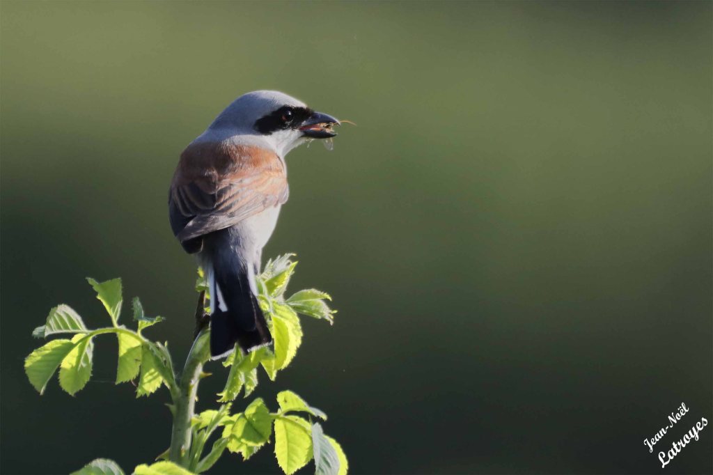 Pie-grièche écorcheur mâle perché au sommet d'un églantier attendant de pouvoir donner ce magnifique insecte à ses descendants - Lanius colluris mâle - 
 Filain (Haute-Saône)
Photographie Jean-Noël Latroyes - 18 mai 2023