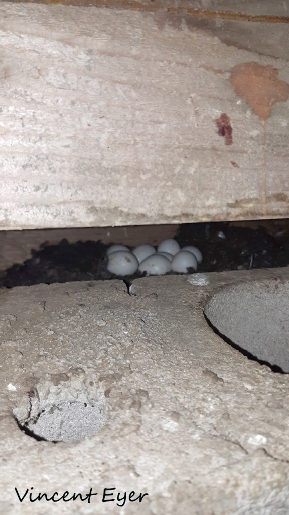 Huit œufs d'Effraie des clochers déposés à même le sol - Trevey (Haute-Saône) - 21 mai 2021 - Photographie Vincent Eyer