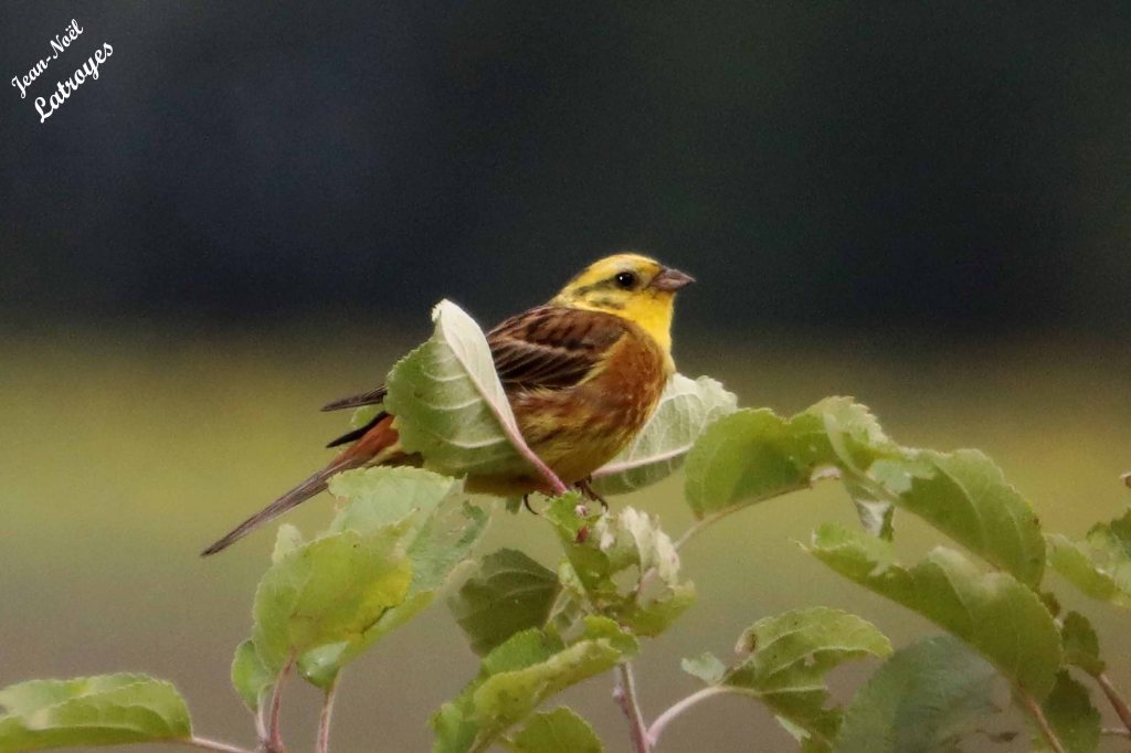 Bruant jaune dans un pommier - Emberiza citrinella - 30 juin 2023 - Photographie Jean-Noël Latroyes - Echenoz-le-sec  - Haute-Saône