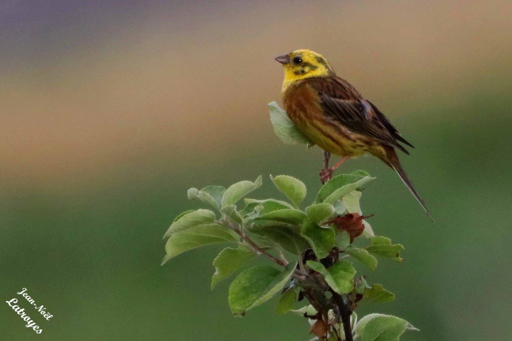 Bruant jaune - Emberiza citrinella - 30 juin 2023 - Photographie Jean-Noël Latroyes - Echenoz-le-sec  - Haute-Saône