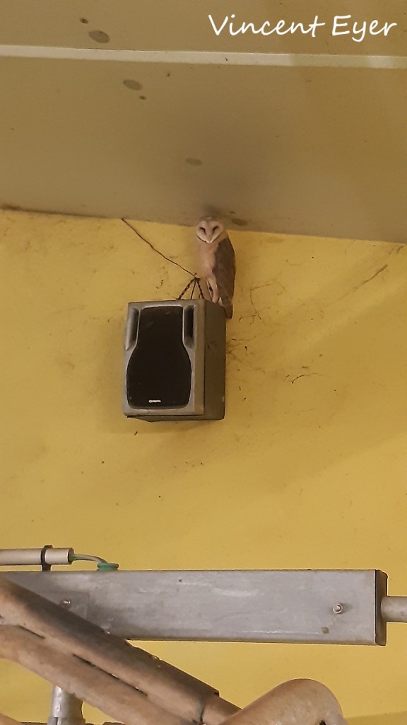 Effraie des clochers - Tyto alba - Trevey (Dampierre-sur-Linotte - Haute-Saône) perchée sur une enceinte musicale. Apprécie t-elle aussi la musique ?
Photographie Vincent Eyer - 05 août 2021