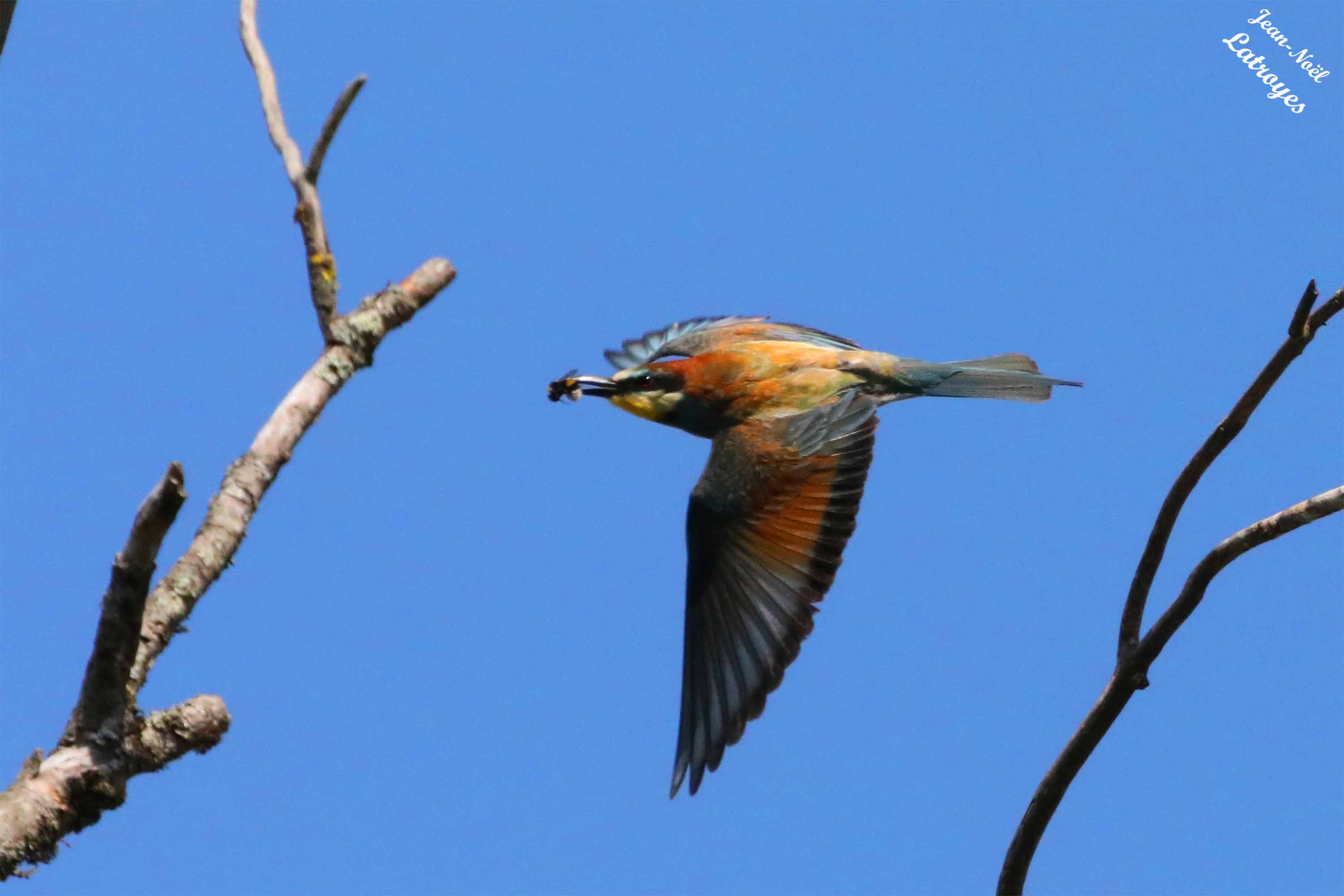 Guêpier d'Europe en vol - Merops apiaster - Vallée de l'Ognon (Haute-Saône)
Photographie Jean-Noël Latroyes - 30 juillet 2023