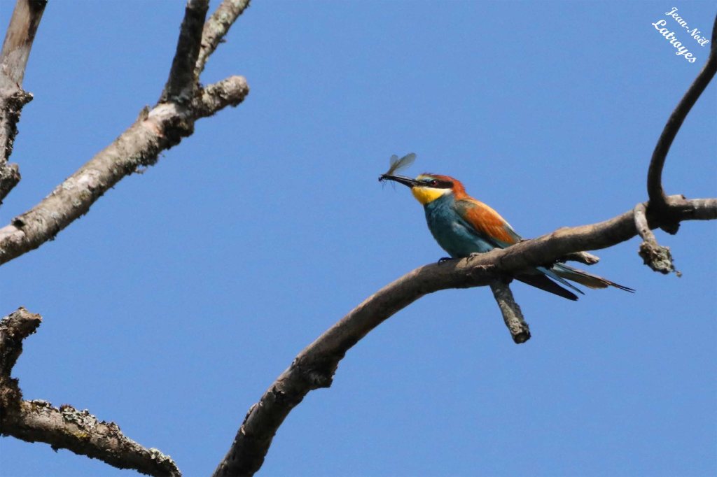 Perché à la cime d'un arbre sec, ce guêpier d'Europe adulte guette le terrier où l'attend son jeune - Dès qu'il jugera le moment propice, il plongera vers le sol en faisant des circonvolutions et se dirigera finalement vers son terrier pour donner ce bel insecte à son jeune - Merops apiaster - Vallée de l'Ognon (Haute-Saône)
Photographie Jean-Noël Latroyes - 30 juillet 2023