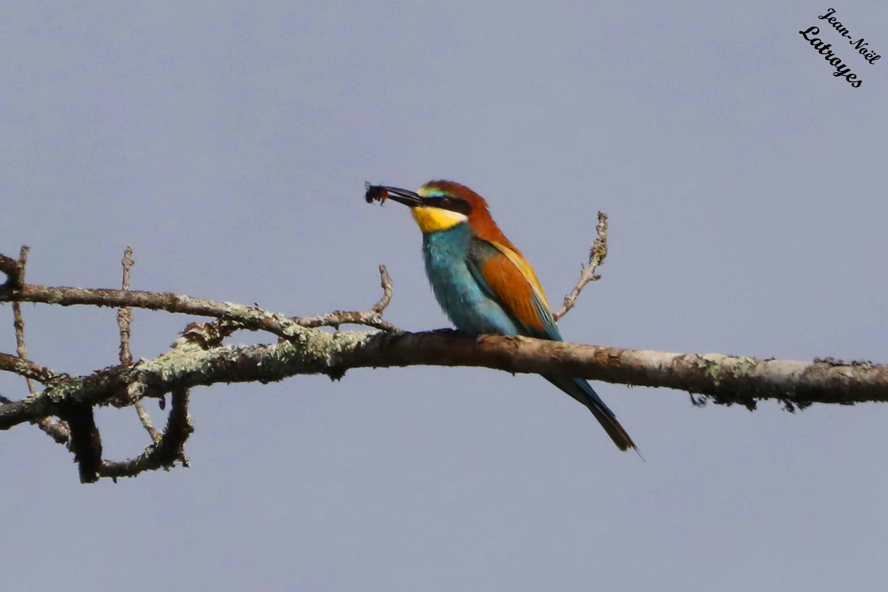 Guêpier d'Europe tenant un insecte dans son bec - Merops apiaster - Vallée de l'Ognon (Haute-Saône)
Photographie Jean-Noël Latroyes - 26 juillet 2023