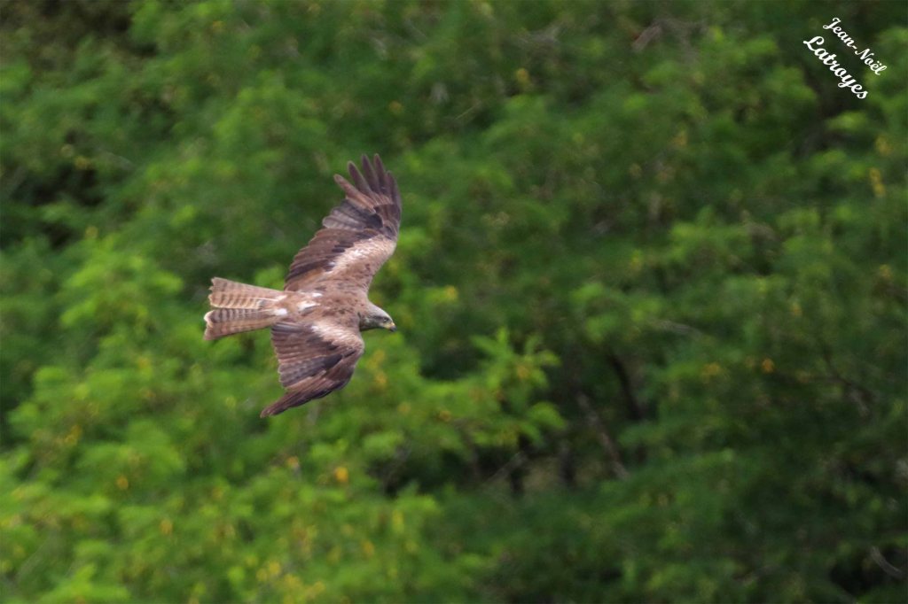 mardi ‎27 ‎juin ‎2023, ‏‎12:58 : Un milan noir planant au-dessus d’une prairie avec la forêt en « toile de fond » de Dampierre-sur-Linotte (Haute-Saône). Photographie Jean-Noël Latroyes