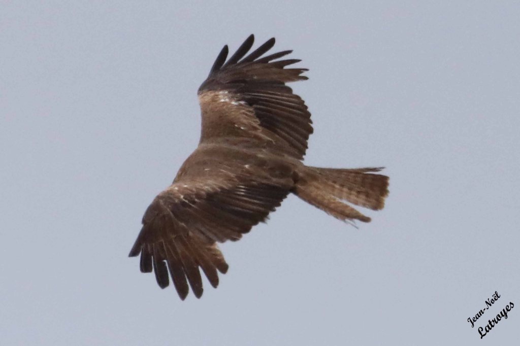 mardi ‎27 ‎juin ‎2023, ‏‎12:51 : Un milan noir planant (Dampierre-sur-Linotte- Haute-Saône). Photographie Jean-Noël Latroyes