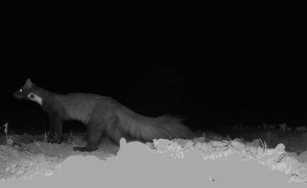 Fouine - Martes foina - photographie Hervé Py - dans son jardin aux Monnins (Haute-Saône), le 18 mai, vers 23h30