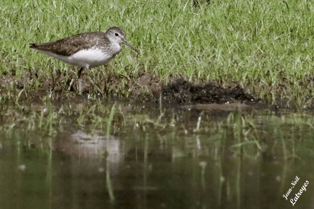 Chevalier cul blanc - Photographie Jean-Noël Latroyes – Loulans-les-Forges (Haute-Saône) – 02 juillet 2023
