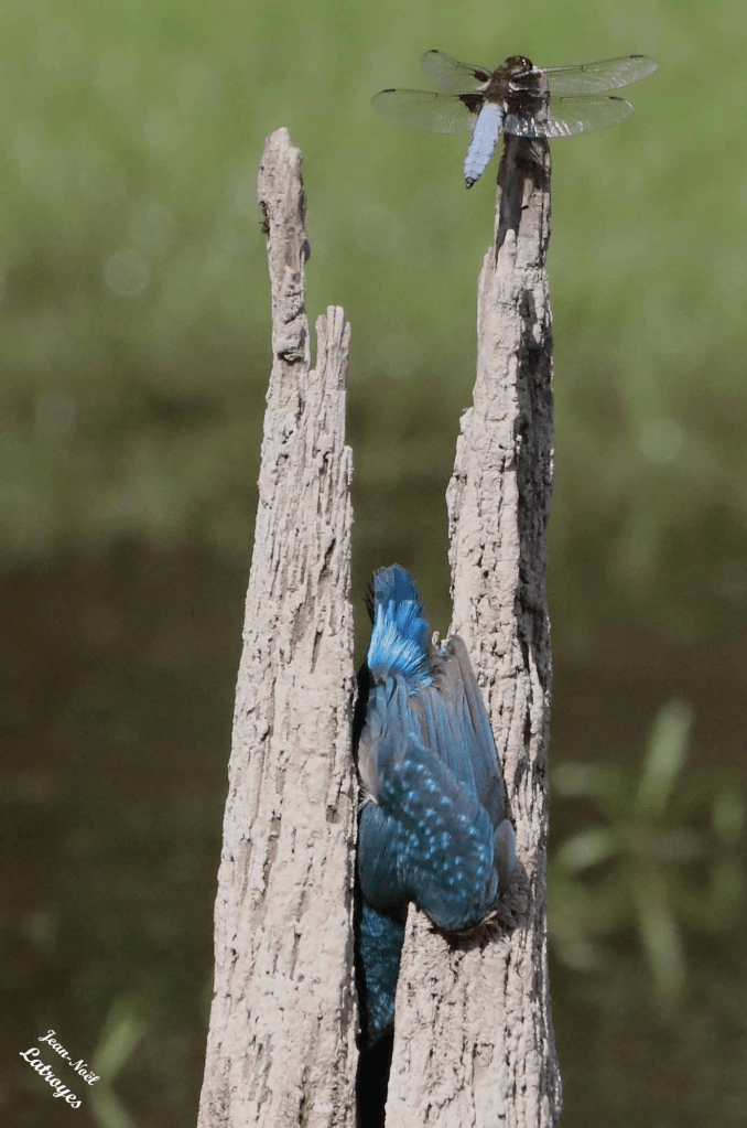 Le jeune Martin-pêcheur, coincé, la tête en bas dans le tronc d'arbre, ne pouvait qu'agiter l'aile gauche pour attirer l'attention sur sa fâcheuse position ... – Alcedo atthis (Linné, 1758) – Photographie Jean-Noël Latroyes – Loulans-les-Forges (Haute-Saône) – 02 juillet 2023