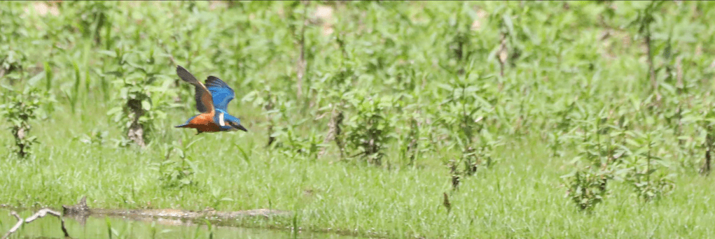 Martin-pêcheur en vol au-dessus de la surface d'un étang – Alcedo atthis (Linné, 1758) – Photographie Jean-Noël Latroyes – Loulans-les-Forges (Haute-Saône) – 02 juillet 2023