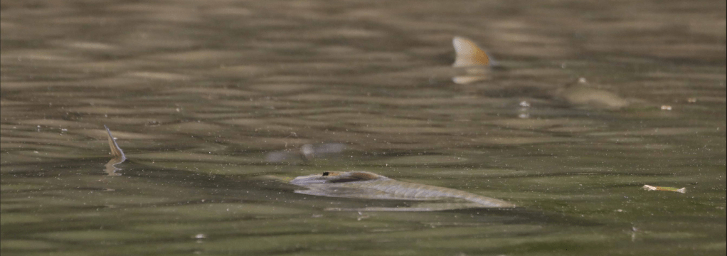 Carpes – Photographie Jean-Noël Latroyes – Loulans-les-Forges (Haute-Saône) – 02 juillet 2023