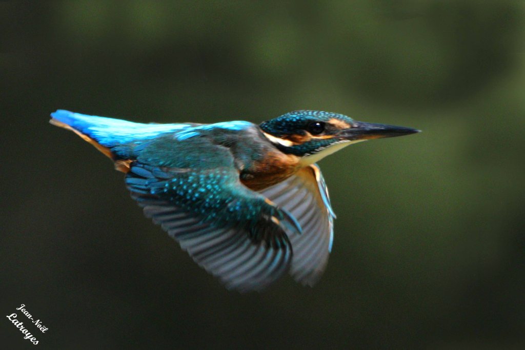 Martin-pêcheur (Alcedo atthis) en vol, rive droite de l'Ognon  - Montbozon (Haute-Saône) 18 août 2023 - Photographie Jean-Noël Latroyes