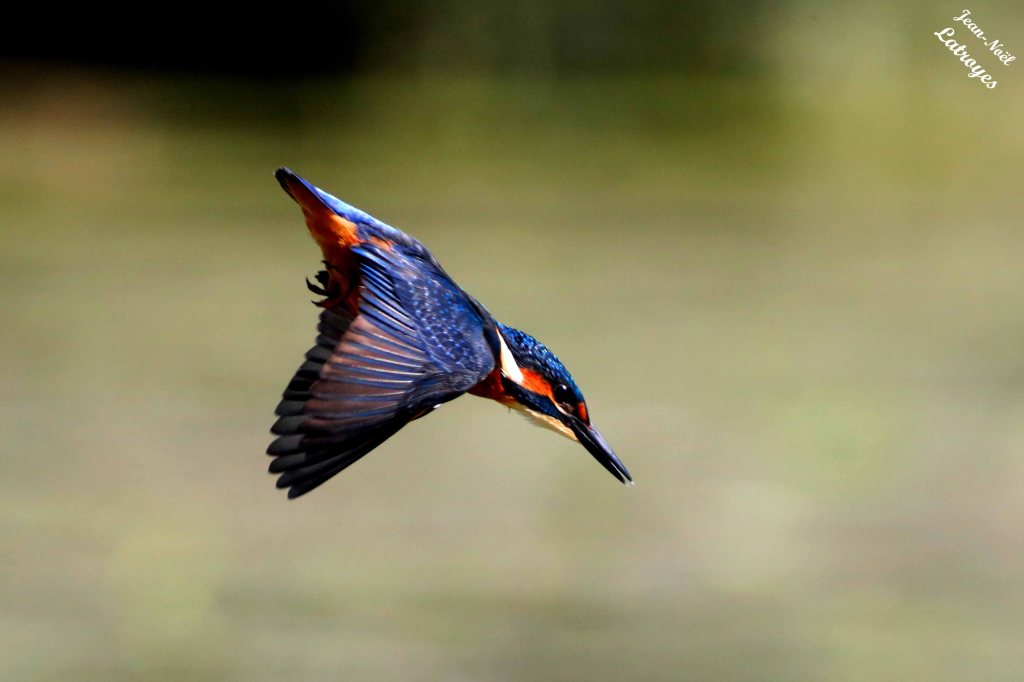 Martin-pêcheur au cours d'un "piqué" impressionnant – Alcedo atthis (Linné, 1758) – Photographie Jean-Noël Latroyes – Loulans-les-Forges (Haute-Saône) – 02 juillet 2023