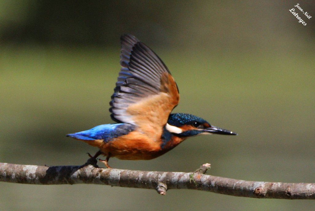 Martin-pêcheur au décollage - Alcedo atthis (Linné, 1758) – Photographie Jean-Noël Latroyes – Loulans-les-Forges (Haute-Saône) – 07 juillet 2023