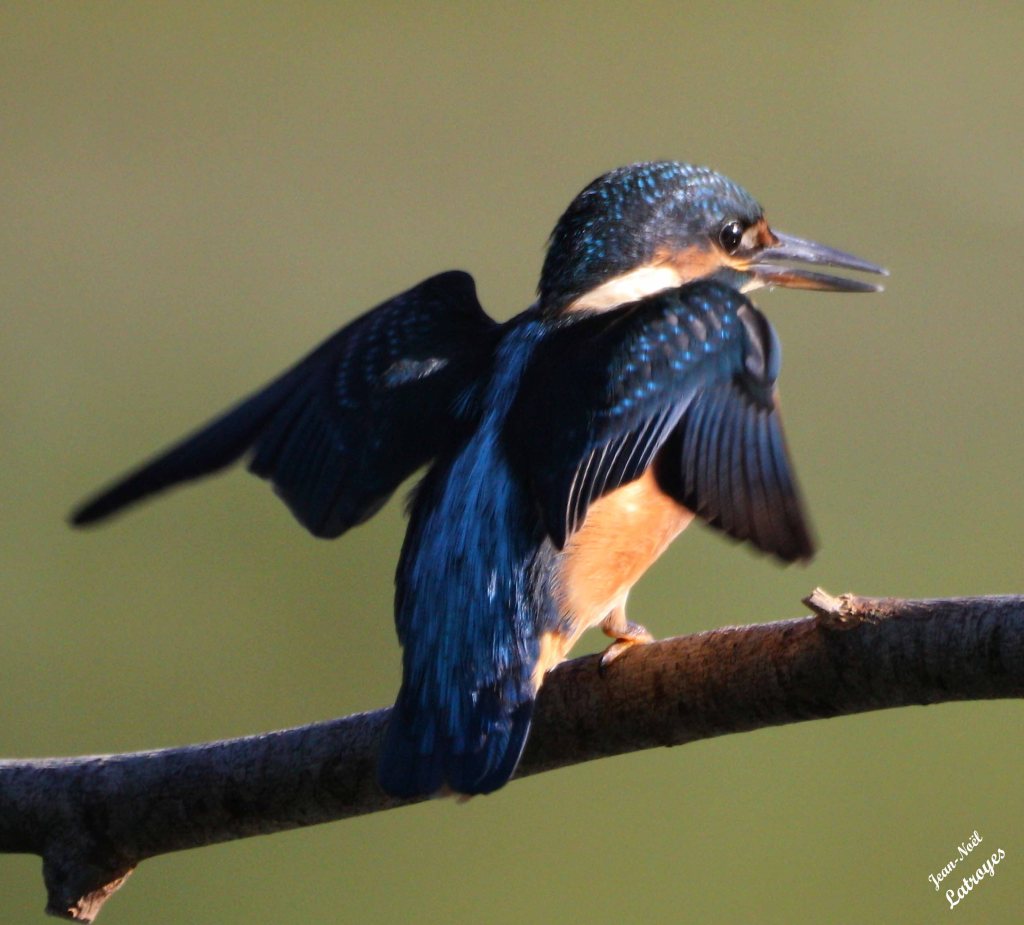 Martin-pêcheur s’apprêtant à décoller – Alcedo atthis (Linné, 1758) – Photographie Jean-Noël Latroyes – Loulans-les-Forges (Haute-Saône) – 02 juillet 2023