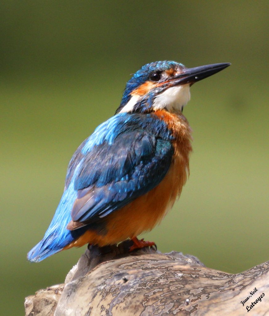 Martin-pêcheur - Alcedo atthis (Linné, 1758) - Photographie Jean-Noël Latroyes - Filain (Haute-Saône) - 07 août 2023
Canon EOS 5D Mark IV - f/9 - 1/3200 e - ISO 4000 - distance focale 840 mm - mode TV
