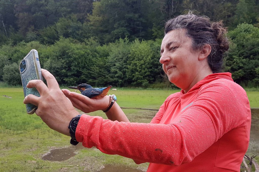 Jeune Martin-pêcheur – Alcedo atthis (Linné, 1758) – Photographie Jean-Noël Latroyes – Loulans-les-Forges (Haute-Saône) – 02 juillet 2023