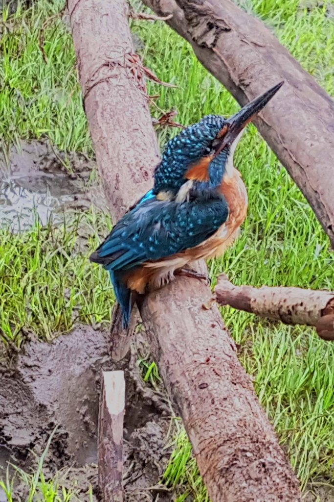 Jeune Martin-pêcheur - Alcedo atthis (Linné, 1758) – Photographie Jean-Noël Latroyes – Loulans-les-Forges (Haute-Saône) – 02 juillet 2023
Nous laissons le petit rescapé seul, en espérant que les choses prennent un tournant plus positif pour lui.