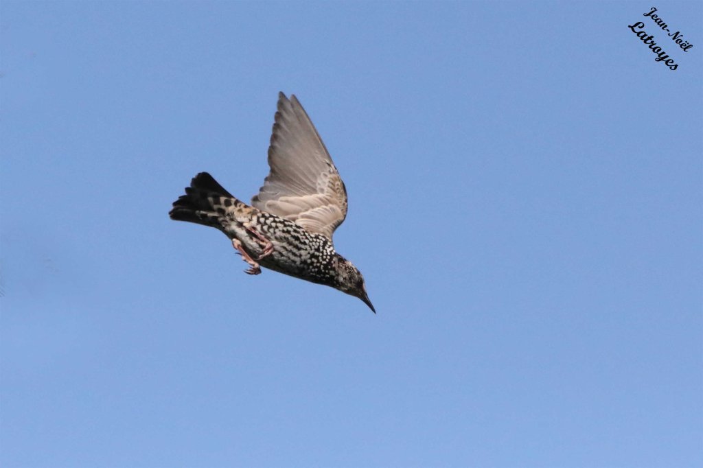 Étourneau sansonnet (Sturnus vulgaris) en piqué un épicéa - Filain (Haute-Saône) - 27 septembre 2023 - Photographie Jean-Noël Latroyes