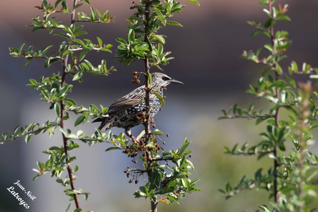 Étourneau sansonnet (Sturnus vulgaris) au repos dans un buisson ardent - Filain (Haute-Saône) - 27 septembre 2023 - Photographie Jean-Noël Latroyes