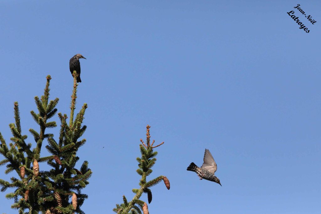 Étourneaux sansonnets (Sturnus vulgaris) au sommet d'un épicéa - Filain (Haute-Saône) - 27 septembre 2023 - Photographie Jean-Noël Latroyes