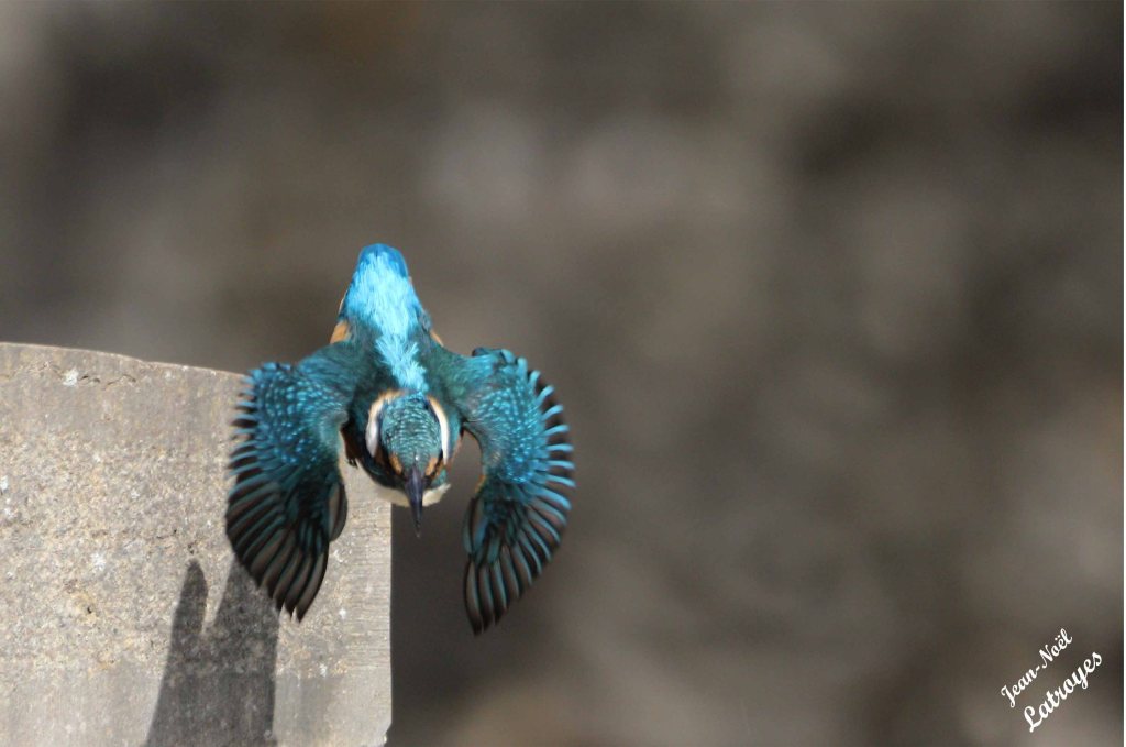 Martin-pêcheur - Alcedo atthis (Linné, 1758) - Photographie Jean-Noël Latroyes - Filain (Haute-Saône) - 03 septembre 2023
Canon EOS 5D Mark IV - f/9 - 1/2000 e - ISO 2000 - distance focale 840 mm - mode TV