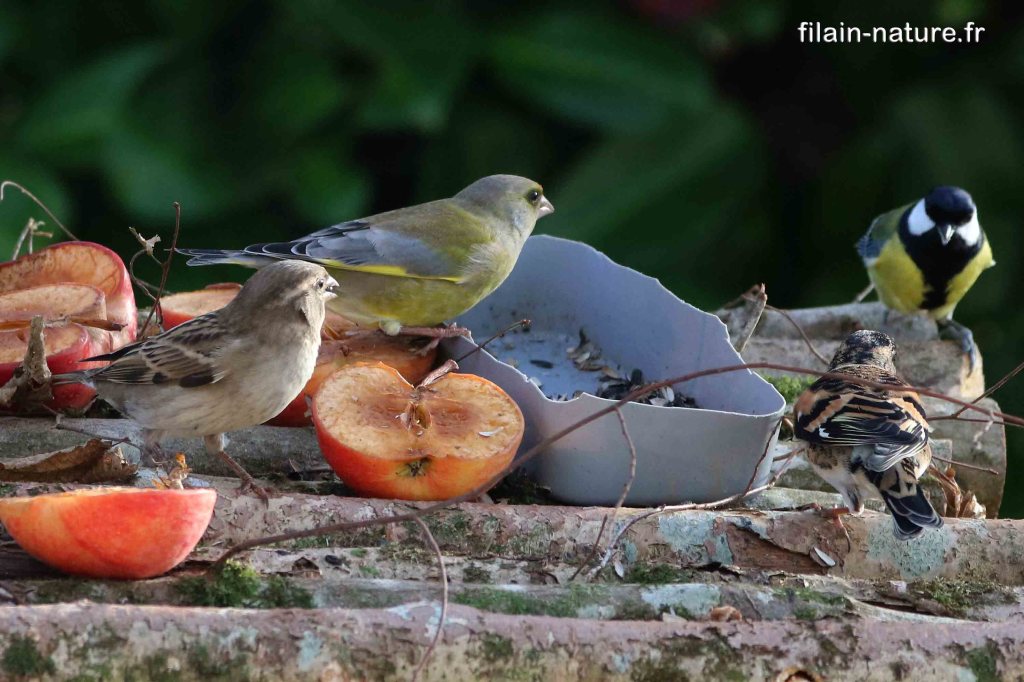 Filain (Haute-Saône) - hiver 2022 - 2023 - photographie Jean-Noël Latroyes. Quatre espèces voisinent ici, attirées par le tournesol (verdier d'Europe, moineaux domestique, pinson du nord et mésange charbonnière)