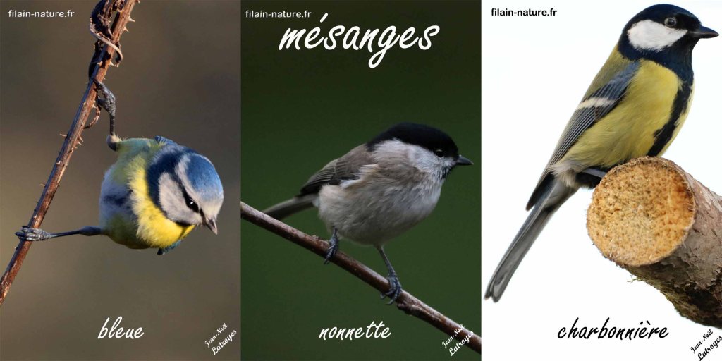Filain (Haute-Saône) - hiver 2022 - 2023 - photographies Jean-Noël Latroyes. Représentant des paridés : mésange bleue, mésange nonnette, mésange charbonnière 