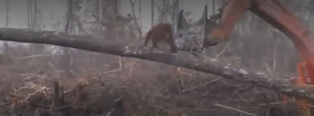 Orang-outan en Indonésie qui tente vainement de s'en prendre aux engins qui vont exterminer sa famille dans le cadre d'une déforestation intensive organisée au profit de la culture des palmiers à huile.
