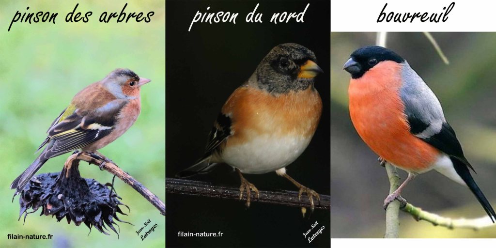 Filain (Haute-Saône) - hiver 2022 - 2023 - photographies Jean-Noël Latroyes. Représentant des fringilles ; pinson des arbres, pinsons du nord, bouvreuil pivoine
