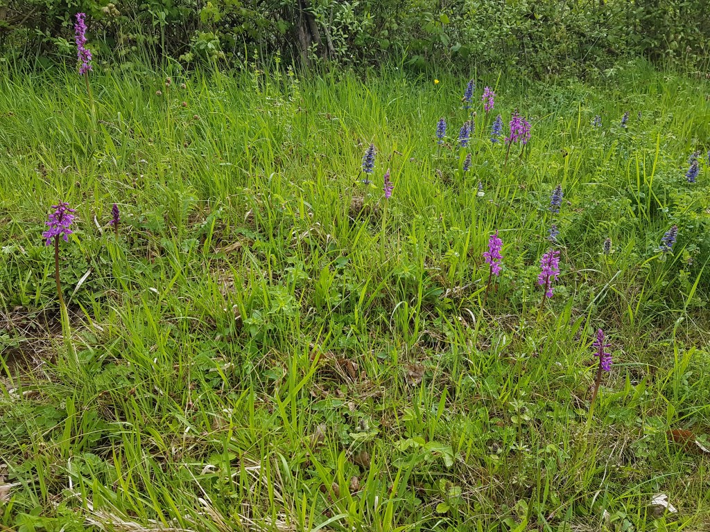 Orchidée rose (Orchis mascula) et Bugle rampante 
– Les Monnins (Haute-Saône) - Photographie Jean-Noël Latroyes - 17 avril 2024