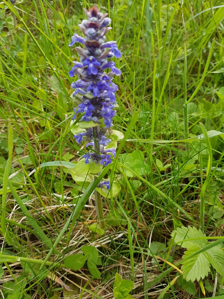 Bugle rampante - Ajuga reptans Linné - Les Monnins (Haute-Saône)
Photographie Jean-Noël Latroyes