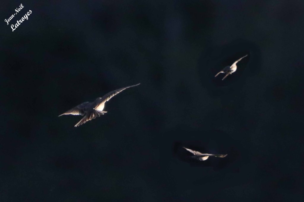 Alouettes des champs en vol - Alauda arvensis - 04 avril 2024 - 
Photographie Jean-Noël Latroyes - Filain - Haute-Saône