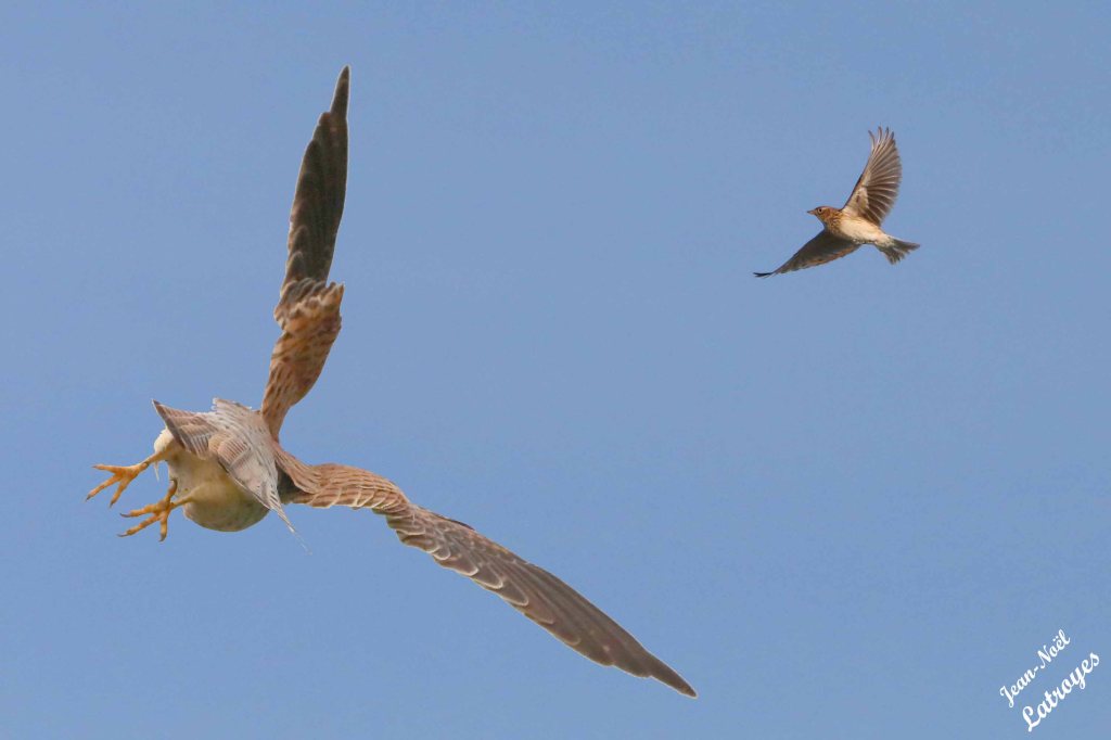 Faucon crécerelle et alouette des champs - 22 mars 2024 - 
Photographie Jean-Noël Latroyes - Filain - Haute-Saône
