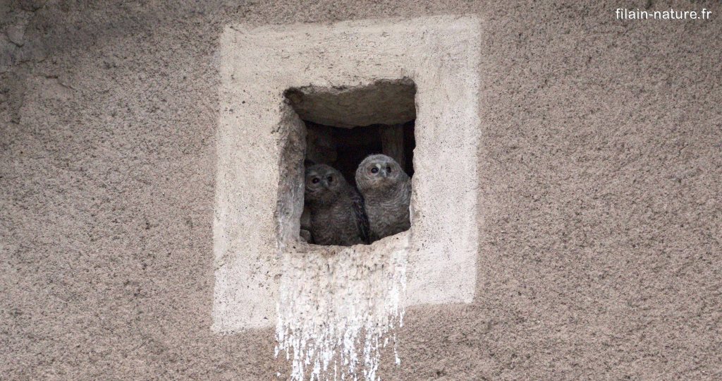 Famille de chouette hulottes. La nichée comportait 3 jeunes qui deviendront autonomes vers trois mois environ.
Photographie Jean-Noël Latroyes- 30 avril 2024 - Filain (Haute-Saône)