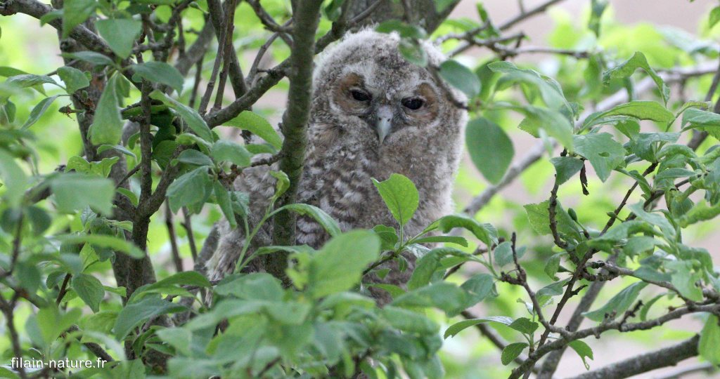 Cette jeune chouette hulotte, sortie trop tôt du nid (peut-être poussée par ses deux frères/ou sœurs ?) s'était réfugiée dans un prunier. Son histoire se termine bien néanmoins malgré les risques de prédation assez probables. Recueillie pour une nuit, restaurée avec une souris subtilisée au chat de la famille qui en a pris soin, elle repartira le lendemain en s'élançant depuis une haute "lucarne", vers son destin de rapace.
Photographie Jean-Noël Latroyes- 30 avril 2024 - Filain (Haute-Saône)