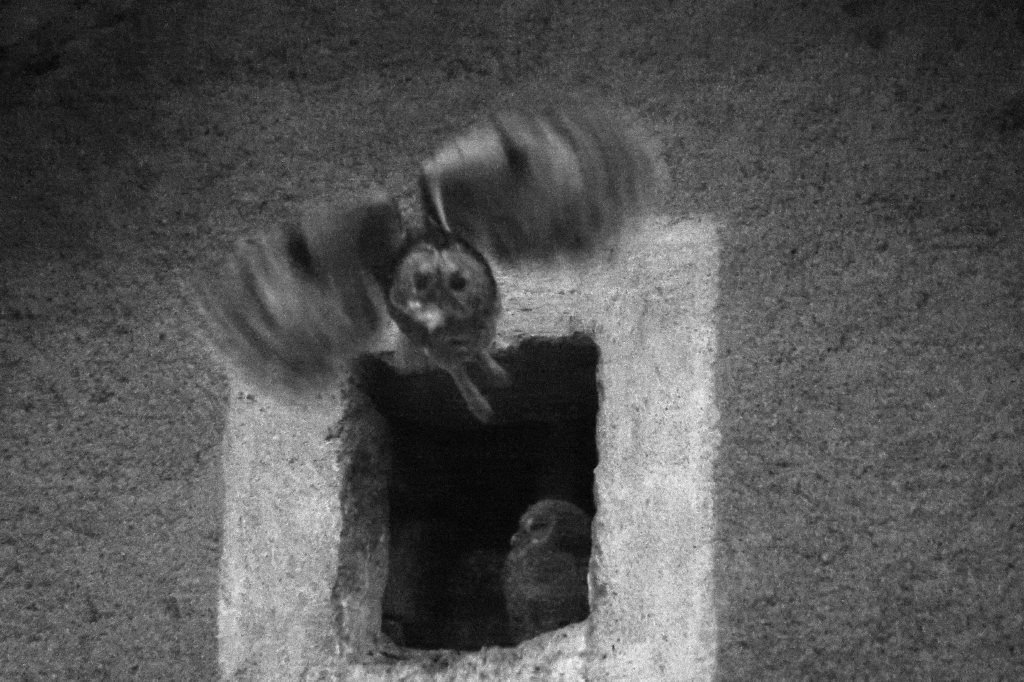 Chouette hulotte adulte à Filain (Haute-Saône) le 30 avril 2024 à 22h20 -
 Canon EOS 5D Mark IV - objectif Sigma 680 mm - f/9 - 1/200 e - Mode TV
 - ISO 32000 - sur pied Benro et tête pendulaire -
 Photographie Jean-Noël Latroyes