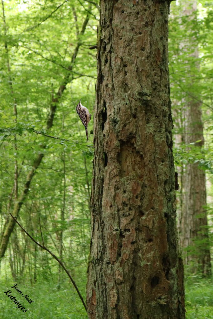 Grimpereau des bois - Certhia familiaris - bois de Filain (Haute-Saône) - 14 juin 2024 - Photographie Jean-Noël Latroyes