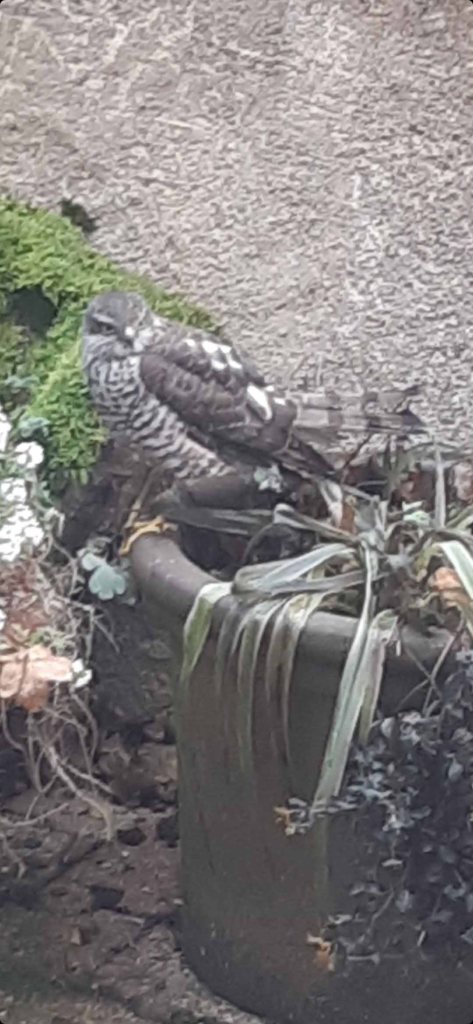 Épervier d'Europe femelle Accipiter nisus posée dans une cour privée - Filain (Haute-Saône) - 04 décembre 2023 vers 19h00 - Photographie Christiane Jouet