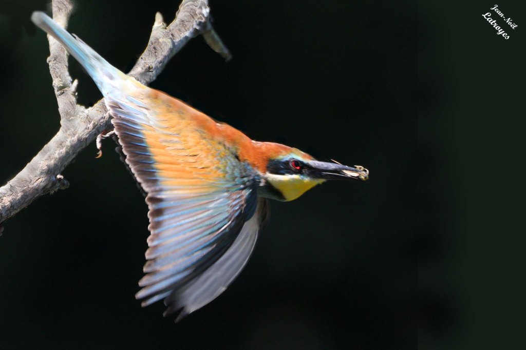Guêpier d'Europe en vol - Merops apiaster - Vallée de l'Ognon (Haute-Saône)
Photographie Jean-Noël Latroyes - 25 juillet 2024