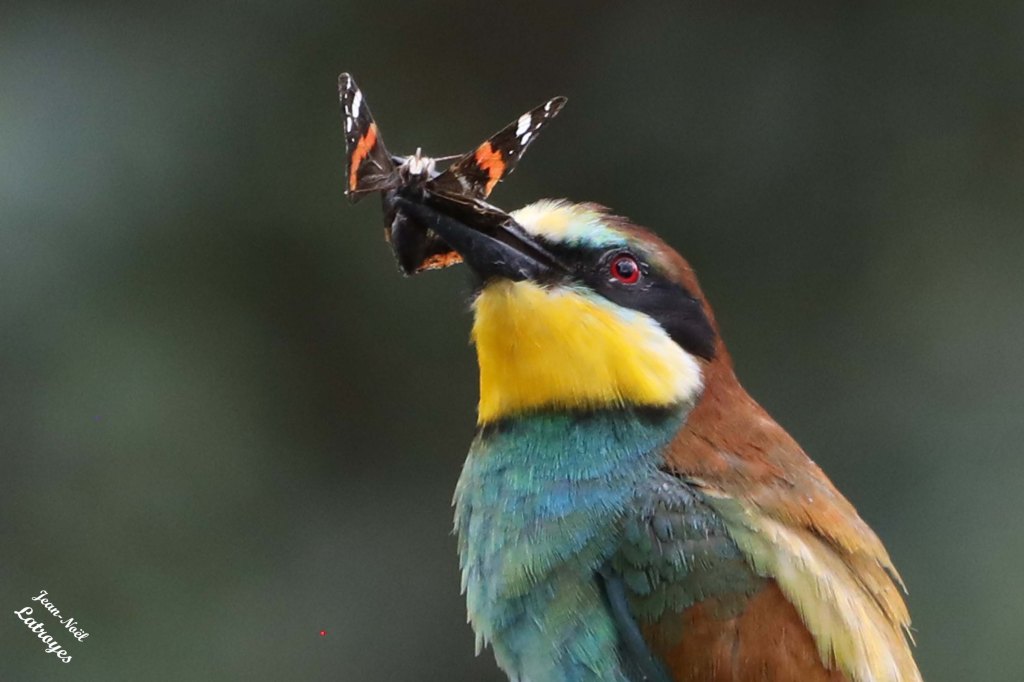 Un guêpier tenant dans son bec un papillon encore vivant. Il s'agit ici d'une "belle dame" (Cynthia cardui Linné). Photographie Jean-Noël Latroyes - 3 août 2024