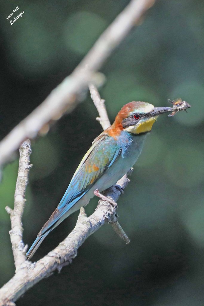 Guêpier d'Europe adulte paatientant pour aller donner ce très bel hyménoptère à son jeune qui attend dans le terrier- Merops apiaster - Vallée de l'Ognon (Haute-Saône)
Photographie Jean-Noël Latroyes - 25 juillet 2024