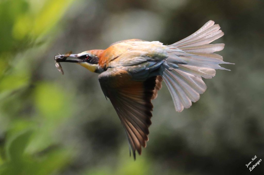 Guêpier d'Europe  (Merops apiaster) en vol - Vallée de l'Ognon (Haute-Saône)
 Photographie Jean-Noël Latroyes - 03 août 2024