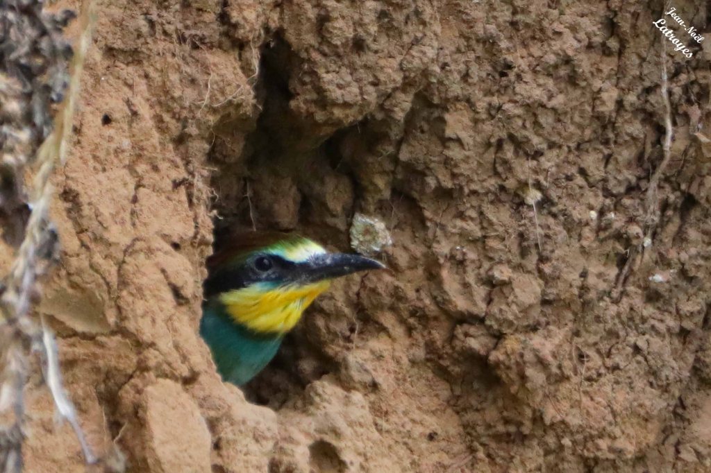 Jeune Guêpier d'Europe à l'entrée de son terrier - Merops apiaster - Vallée de l'Ognon (Haute-Saône)
Photographie Jean-Noël Latroyes - 30 juillet 2023
