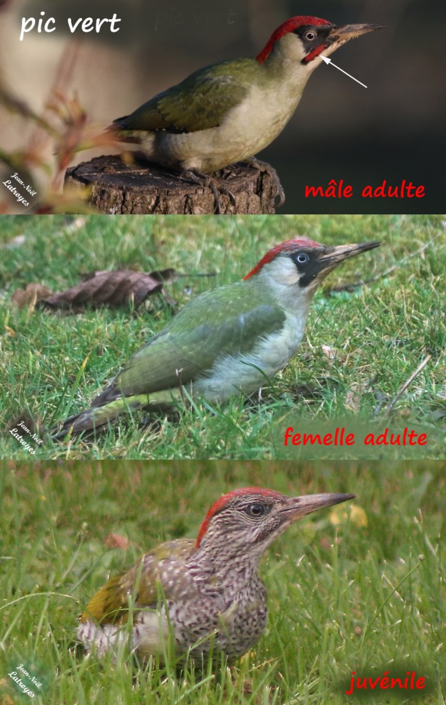 Comment reconnaitre les pics verts (mâles, femelles jeunes) ? Photographies Jean-Noël Latroyes