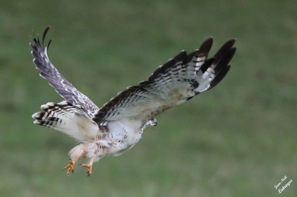 Buse "blanche" - Buteo buteo - Vy-lès-Filain (Haute-Saône) rue des étangs - 13 septembre 2024 - Photographie Jean-Noël Latroyes