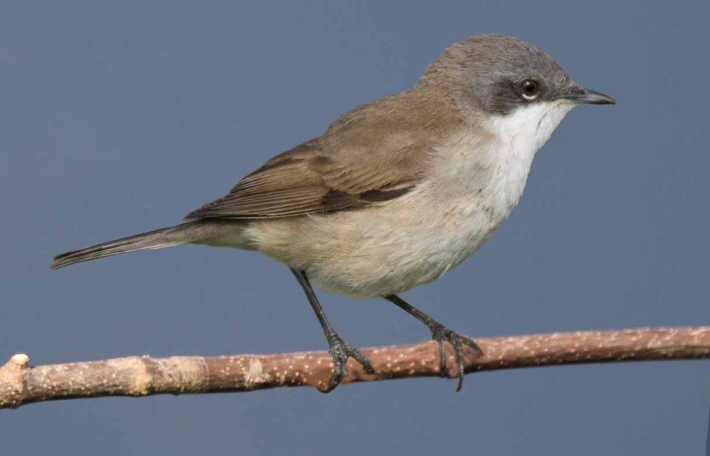 Fauvette babillarde Curruca curruca (Linné, 1758) Filain  (Haute-Saône) - photographie Jean-Noël Latroyes - avril 2024