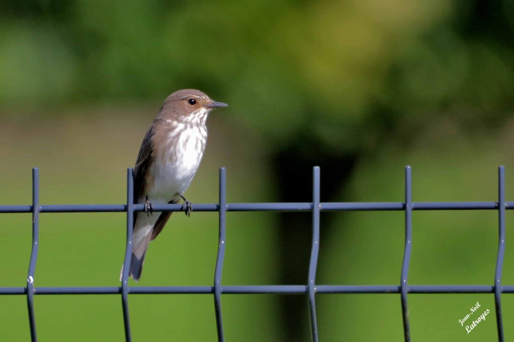 Gobemouche  gris (Muscicapa striata (Pallas, 1764) - Vy-lès-Filain (Haute-Saône) – 13 septembre 2024 – Photographie Jean-Noël Latroyes