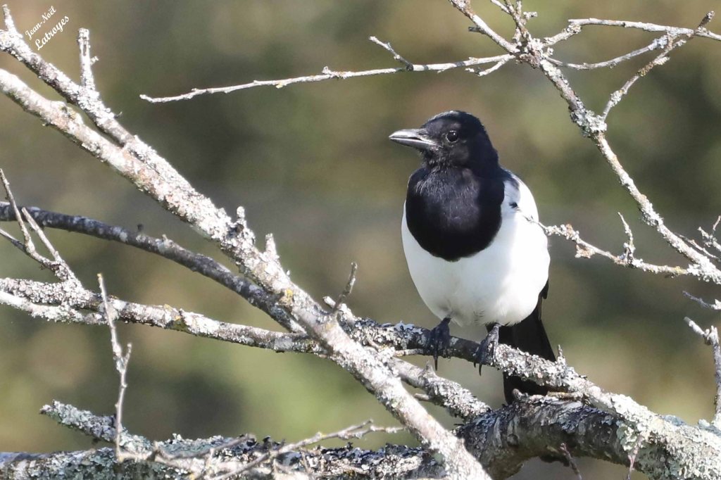 Pie bavarde - Pica pica - Filain (Haute-Saône) - 20 octobre 2024 - Photographie Jean-Noël Latroyes.